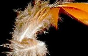 PASSAGE DE PLUMES 05/02/2026